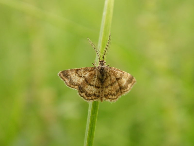 Lepidotteri del Parco del Roccolo da ID